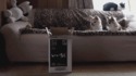 Saut de chat 11