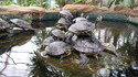 Tortue géniale