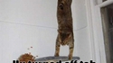 Gravitycat