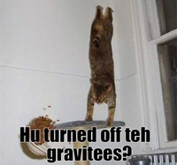 Gravitycat