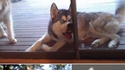 Grimaces de huskys