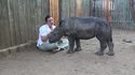 Câlin d'un bébé Rhinocéros à sa sauveuse