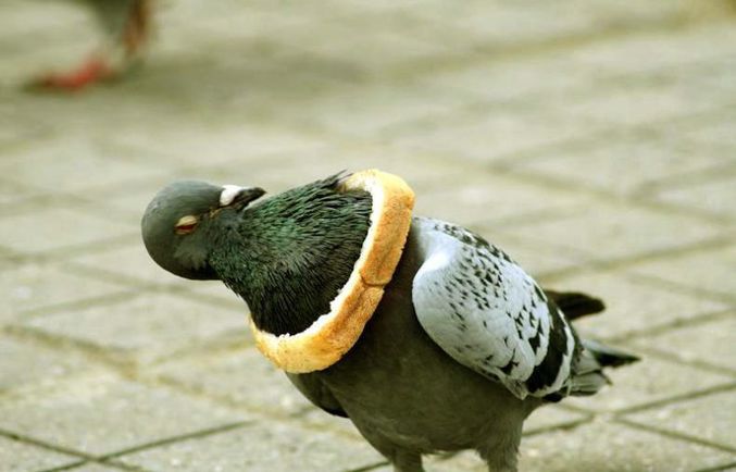 Un pigeon qui s'amuse comme il peut.