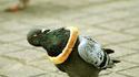 Pigeon en tranche
