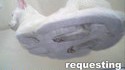 Cat base
