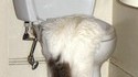 Chat fêtard