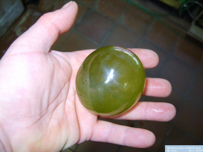 ... et un des plus gros connus, pouvant faire jusqu'à 5 cm. C'est une algue en forme de sphère vert bouteille plus ou moins iridescente et translucide, et parfaitement lisse (d'où son nom de « perle de mer »). 

https://fr.wikipedia.org/wiki/Valonia_ventricosa