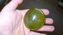 Voici la Valonia ventricosa, organisme monocellulaire...
