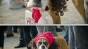 Cosplay Antoine Dodson