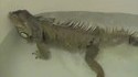Iguane au bain