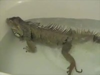 Iguane au bain