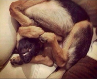 Kan ton chien a été livré en kit...