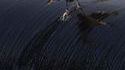 Surfin' bird
