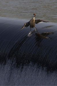 Surfin' bird