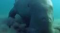 Le dugong