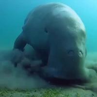 Le dugong