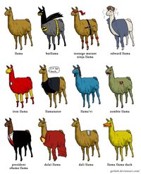 Plein de lamas