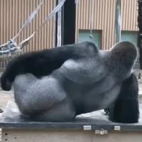 Mgrrr... ça gratte !
