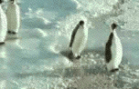 Un pingouin se prend une baffe et tombe.