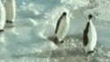 Pingouin
