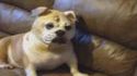 Le chien d'Ethan Hunt