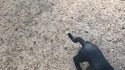 Bug canin