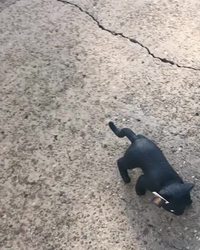 Bug canin