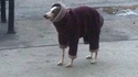 On peut être un chien...