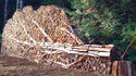Arbre en bois