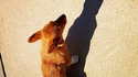 Batdog 5