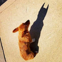 Batdog 5