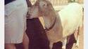 Slurp le mouton