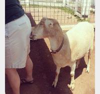 Slurp le mouton