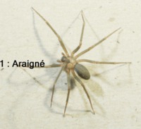 Piqûre d'araignée