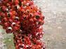 guarana