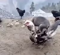 Un chien d'aveugle à l'entraînement ?