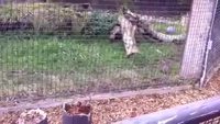 En-cas servi au zoo