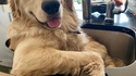 Sup dawg ?