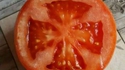 Tomate croix de fer