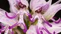 Orchis Italica 