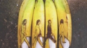 Les Beatles