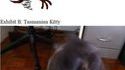 Chat de Tasmanie
