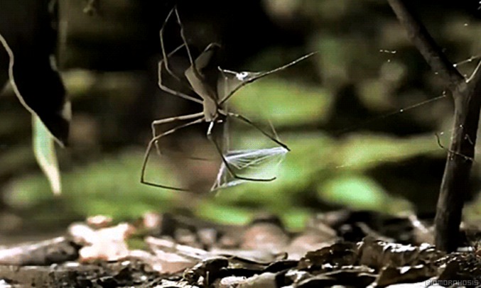 Piège d'araignée