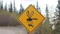 Attention mousique !
