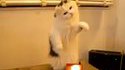 Un chat qui joue du theremin