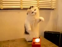 Un chat qui joue du theremin