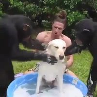 L’heure du bain 