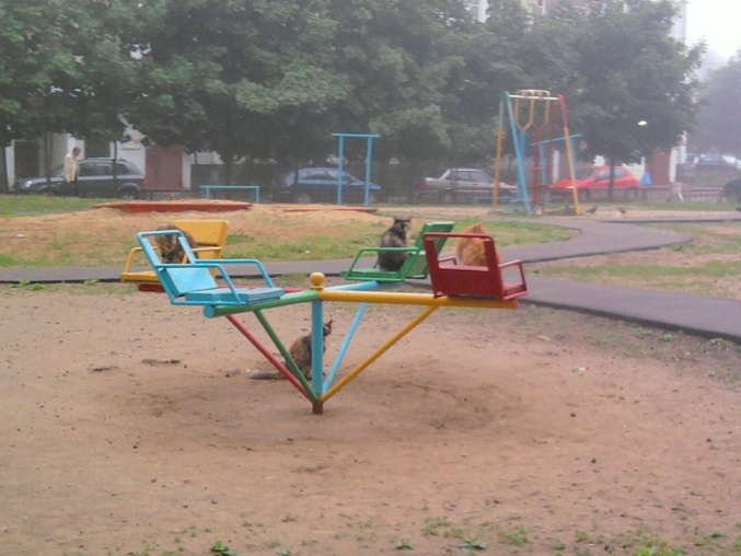 Des racailles félines ont viré les enfants du parc pour en faire leur territoire.