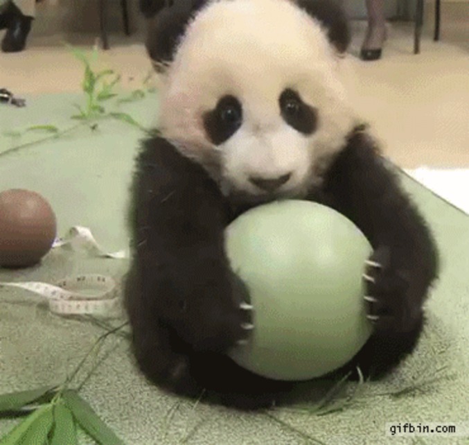 Un bébé panda et son ballon