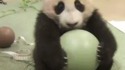 Un bébé panda et son ballon
